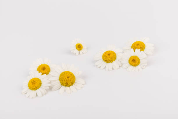 istock chamomile or daisies with leaves isolated on white background. Top view. Flat lay 1322629792