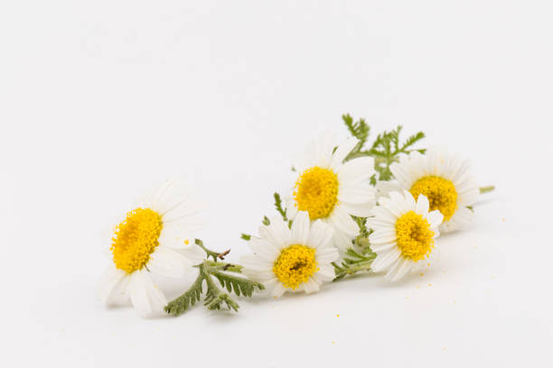 istock chamomile or daisies with leaves isolated on white background. Top view. Flat lay 1322629810