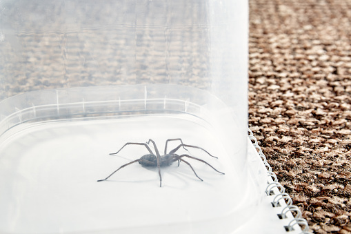 Big predatory spider trapped. Isolated on white background. Large representative of the domestic arachnid. Fear or phobia of spiders. 8 legs. Close-up. Copy space. Studio photo. Terrible animal. One.