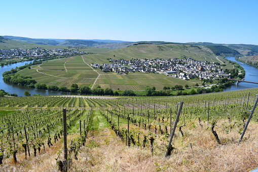 mowed vineyards at Mosel curve, minutes after the grass was cur away