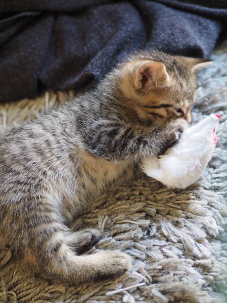 istock 2 months / 8 weeks american shorthair kitty playing with its little mouse 1322634369