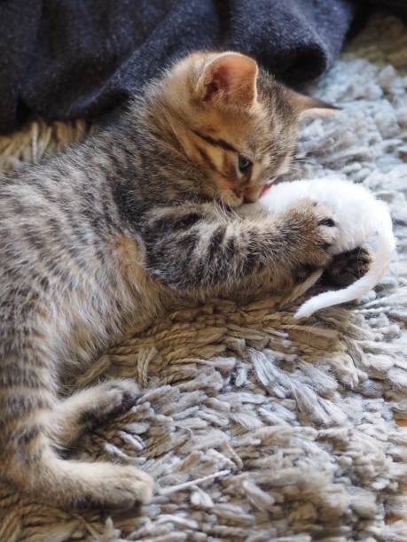 istock 2 months / 8 weeks american shorthair kitty playing with its little mouse 1322634370
