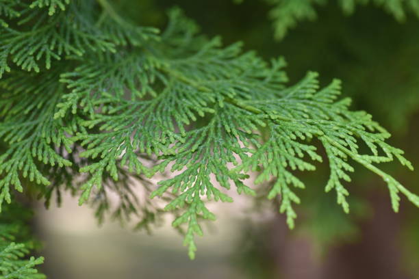 istock Japanese cypress (Hinoki) leaves and bark. 1322635457