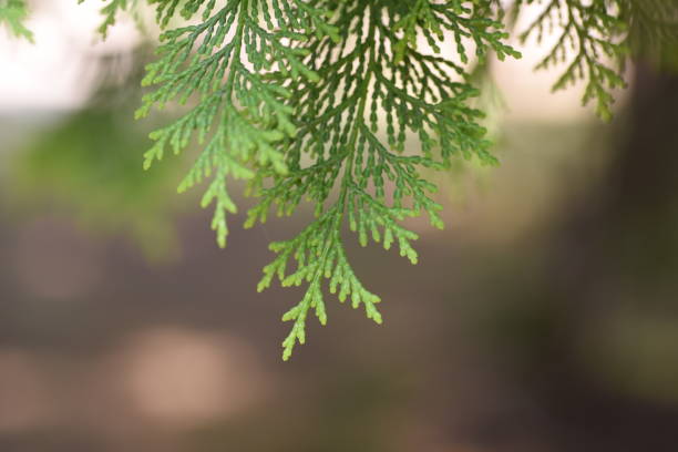istock Japanese cypress (Hinoki) leaves and bark. 1322635461