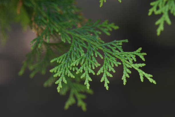 istock Japanese cypress (Hinoki) leaves and bark. 1322635465