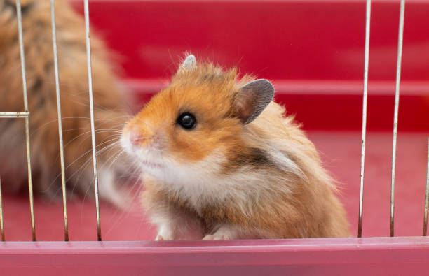istock Cute little hamster lookinf from the cage 1322637239