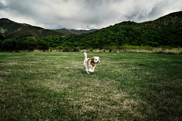 Dog running in the field free and happy