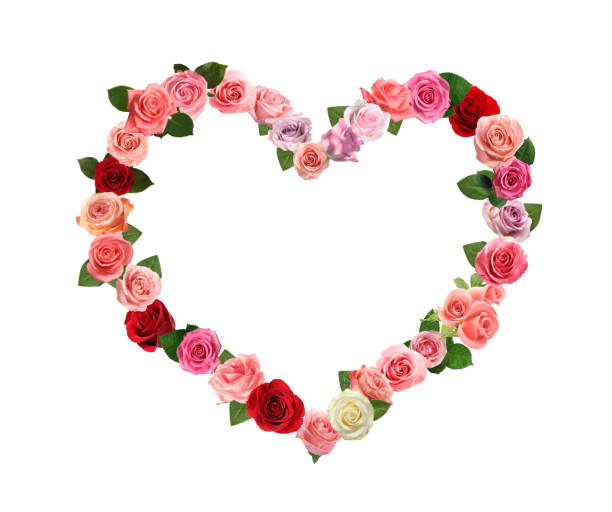 istock Heart made of beautiful roses on white background 1322638954