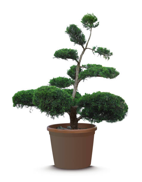 istock Beautiful bonsai tree in pot isolated on white 1322639718