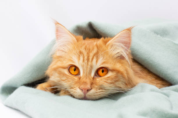 istock Cute red cat lying under the blanket isolated on white background 1322642009