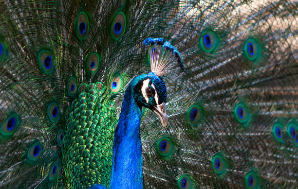 nahaufnahme des afrikanischen pfau enden, ein großer und farbenfroher vogel. - close up peacock animal head bird stock-fotos und bilder