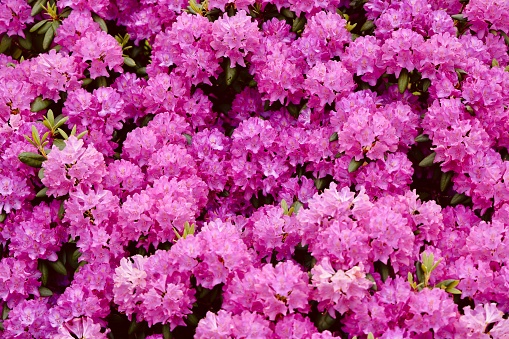 Blooming purple colored rhododendrons in spring
