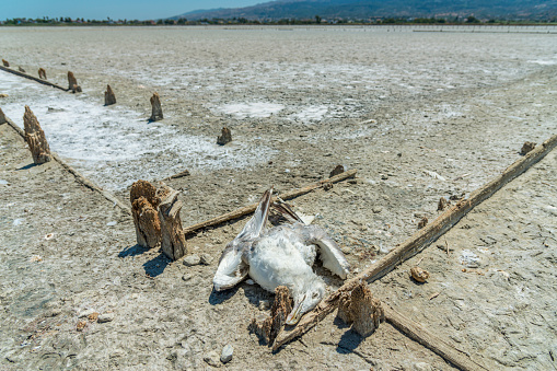 Salt marshes of Kos, dead seagull