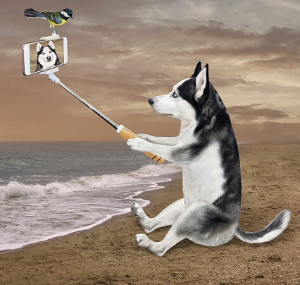 A dog husky with a smartphone is sitting on the sand of the sea and taking selfie.