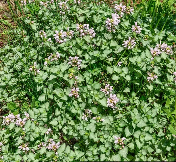 Flowering of Ground Cover plant dead-nettle or pink pewter lamium maculatum  (Silver Carpet) with silvery white with green edges leaves and pink flowers. Gardening , floriculture, landscape design concept