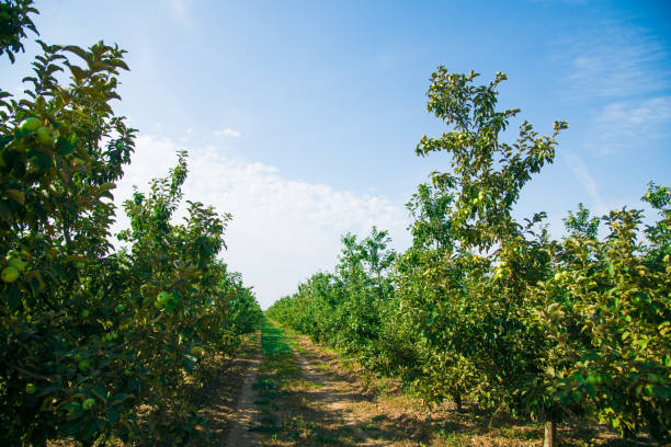 istock Young apple trees in the garden 1322645908