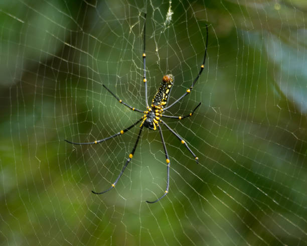 istock Giant wood spider resting on it's web in the garden 1322646204