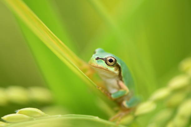 istock Green tree frog on ear of rice plant. 1322646770