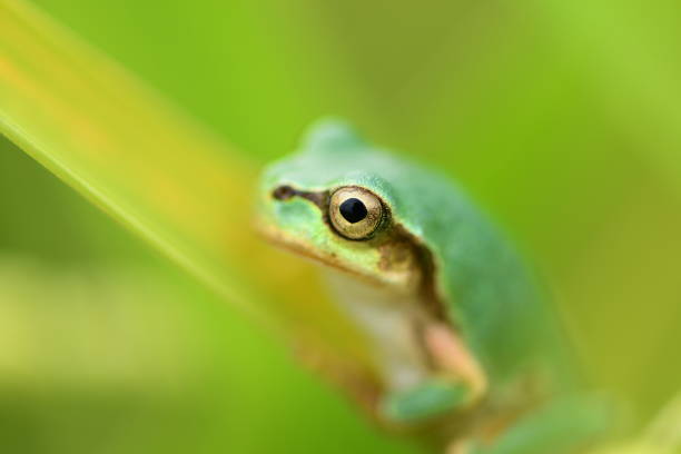 istock Green tree frog on grass with green background. 1322646797