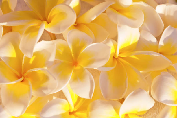 istock Frangipani flowers (plumeria) background 1322647127