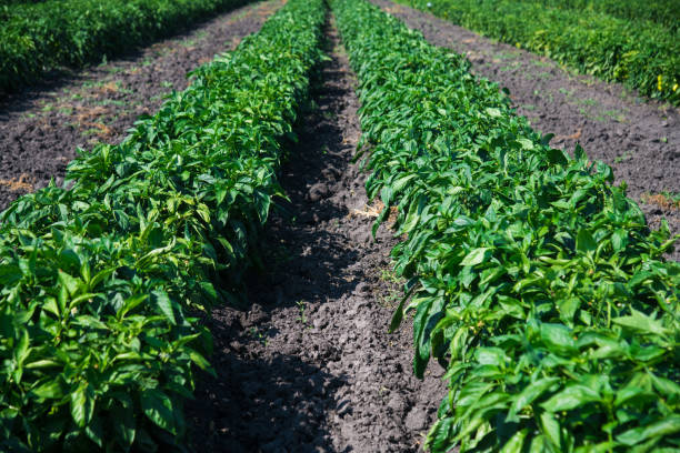 istock Paprika bushes growing in the field 1322647373