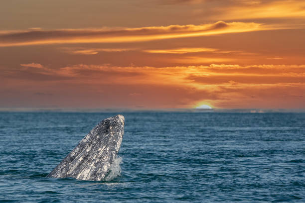 istock grey whale while hopping spying outside the sea at sunset 1322649708