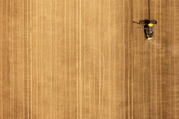 cosecha de trigo desde arriba - chess field fotografías e imágenes de stock