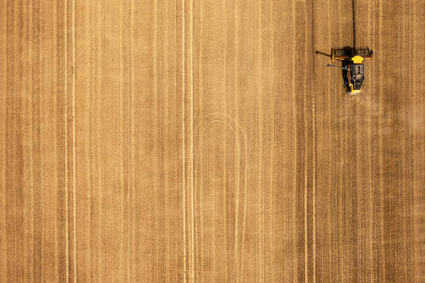 Harvest of wheat from above stock photo