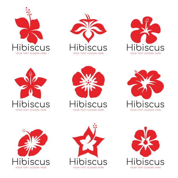 illustrazioni stock, clip art, cartoni animati e icone di tendenza di design del set vettoriale del segno di fiori di ibisco rosso - isole del pacifico