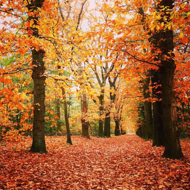 bosque de otoño en los países bajos - november tranquil scene autumn leaf fotografías e imágenes de stock