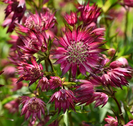 Closeup of the purple flowers of Astrantia Star of Love.