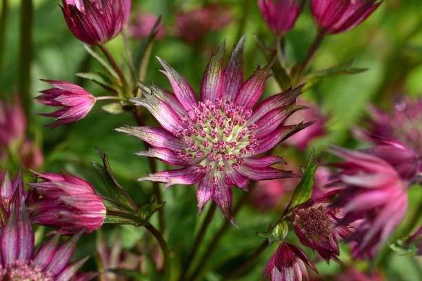 istock Astrantia Star of Love. 1322651326