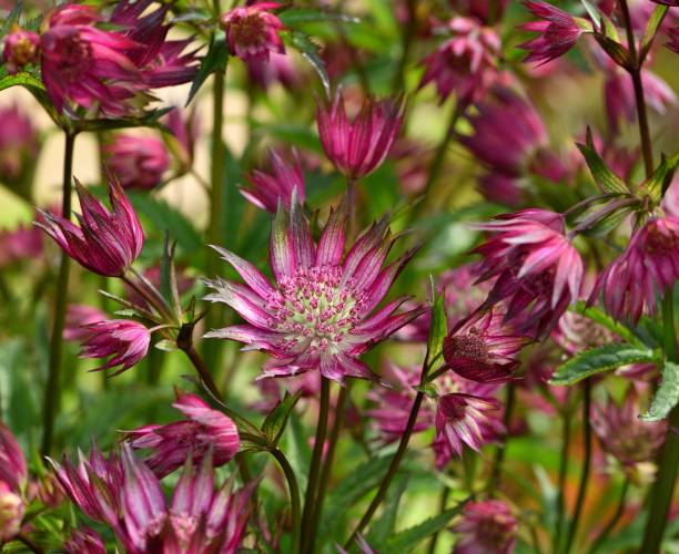 istock Astrantia Star of Love. 1322651338