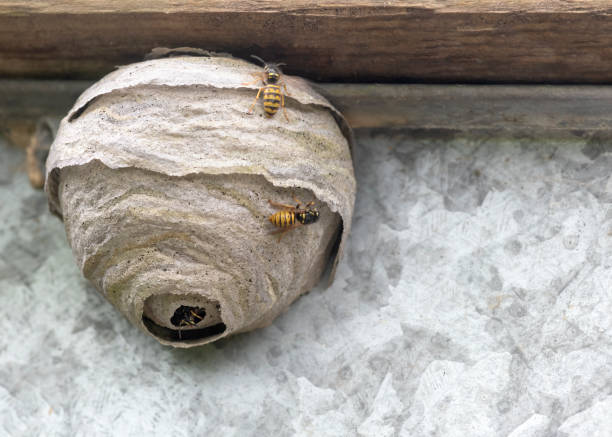 bewohntes wespennest - bienenstock stock-fotos und bilder