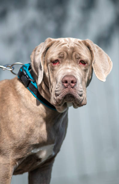 istock conjunctivitis in dogs 1322652222