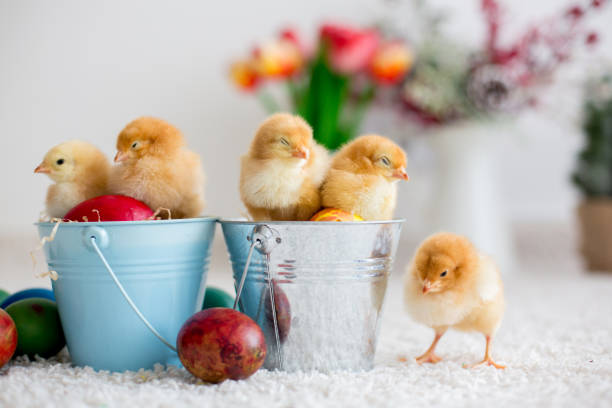 istock Cute little newborn chicks in a bucket and easter eggs 1322652666