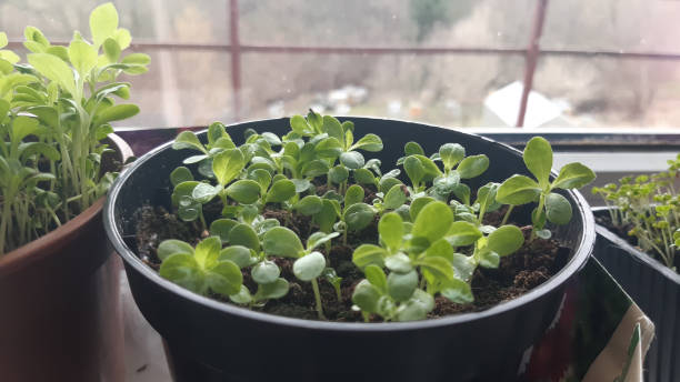 istock Young aster flower seedlings in pots on windowsill. 1322654504