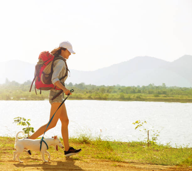 istock jack russell dog walking  together with owner a walk 1322654865