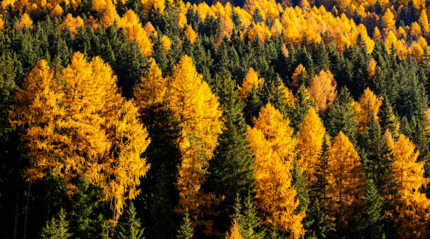 istock Landscape of pine forest summer. 1322655699