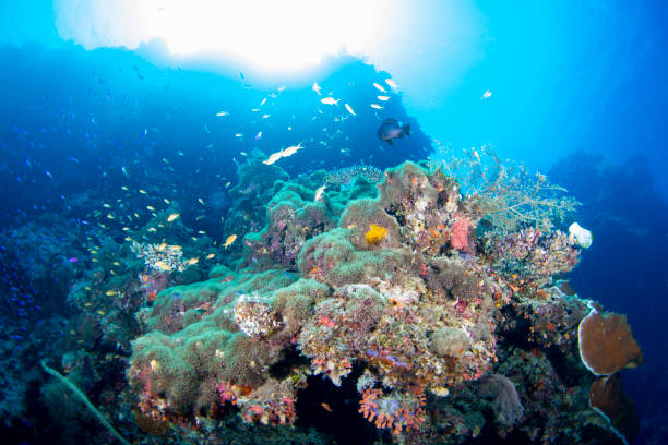 istock Coral reef and fish and sunlight 1322656728