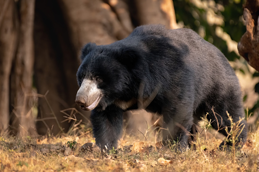 A large adult Sloth bear (Melursus ursinus), is walking about in the forests of the Ranthambore Tiger Reserve in Rajasthan, India.