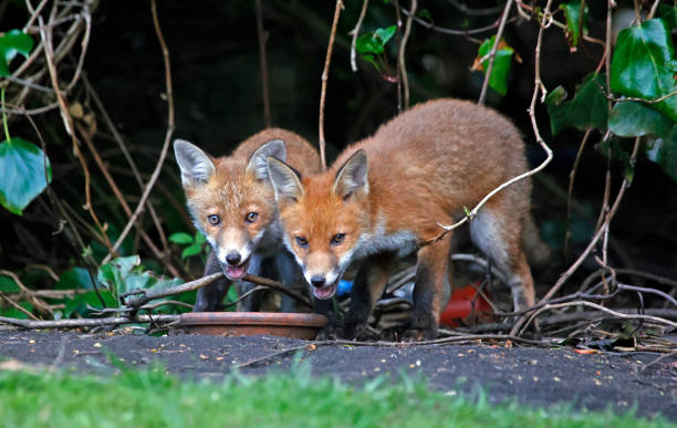 istock Fox cubs exploring and playing in the garden 1322660705