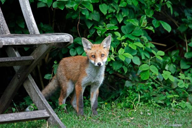 istock Fox cubs exploring and playing in the garden 1322660724