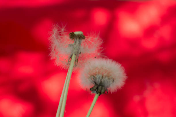 Dandelion ball with seeds on a linen background