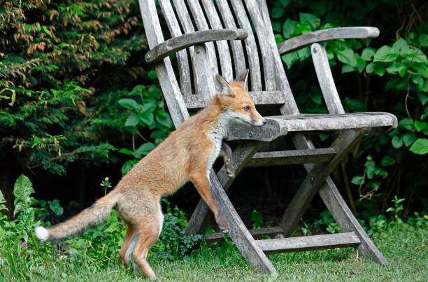 istock Fox cubs exploring and playing in the garden 1322660751