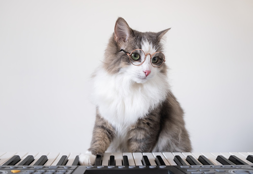 A gray cat pianist in round glasses presses a synthesizer key with his paw. Creative photo of a musical pet.