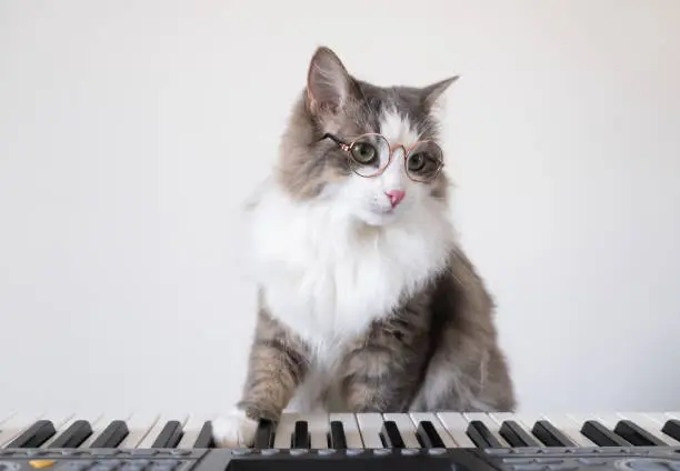 Photo of A gray cat pianist in round glasses presses a synthesizer key with his paw. Creative photo of a musical pet.