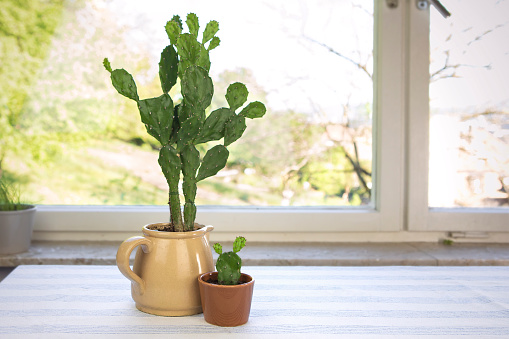 Big and small cactus in flower pot, copy space. Opuntia ficus-indica, prickly pear or Indian fig. Two cacti house plants on the table by the window.