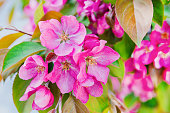 Large flowers with pink petals and yellow stamens bloomed on the apple trees. The apple tree branch blooms with pink flowers