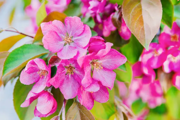 Large flowers with pink petals and yellow stamens bloomed on the apple trees. The apple tree branch blooms with pink flowers.